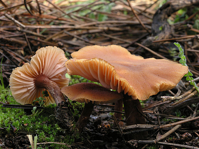 Due Laccarie (Laccaria affinis e L. macrocystidiata)